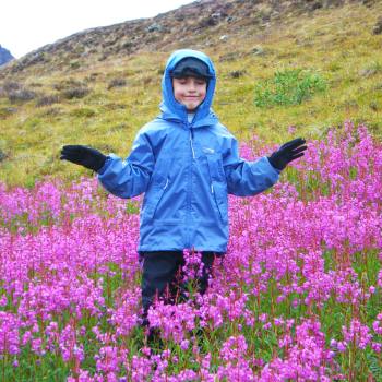 child in Fireweed at Steamboat Hills Wrangell St Elias Park, Alaska