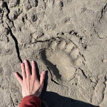 Bear print in sand at Fan Glacier, Wrangell St. Elias National Park, Alaska