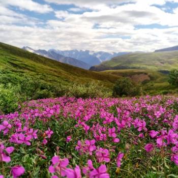 Fireweed along the Goat Trail, Wrangell St. Elias National Park, Alaska